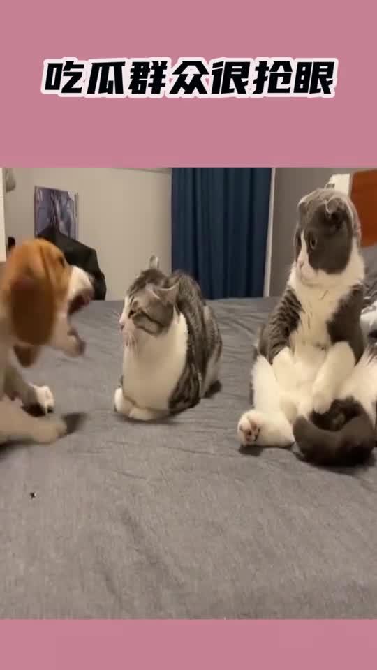 狗子成吃瓜群众,揭秘娱乐圈幕后风云