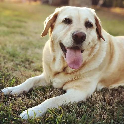吃瓜群众拉布拉多,揭秘狗狗界的“网红”传奇