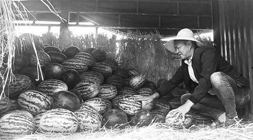 丽水吃瓜群众事件始末,一场网络舆论的风波与反思