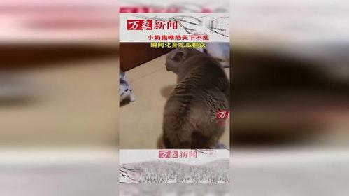 小猫吃瓜群众,揭秘猫咪的娱乐生活