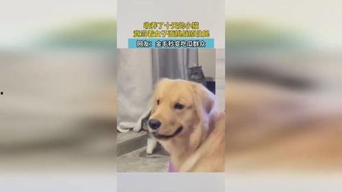 吃瓜群众小金毛,揭秘娱乐圈那些事儿