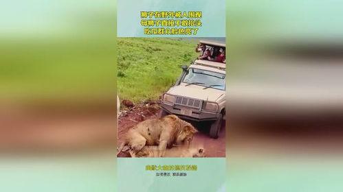 吃瓜群众小狮子是谁,网络红人的崛起之路