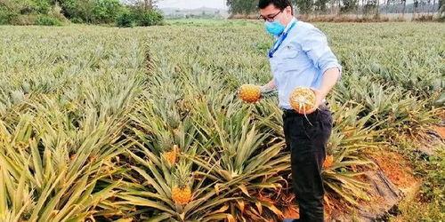 海南人吃瓜群众